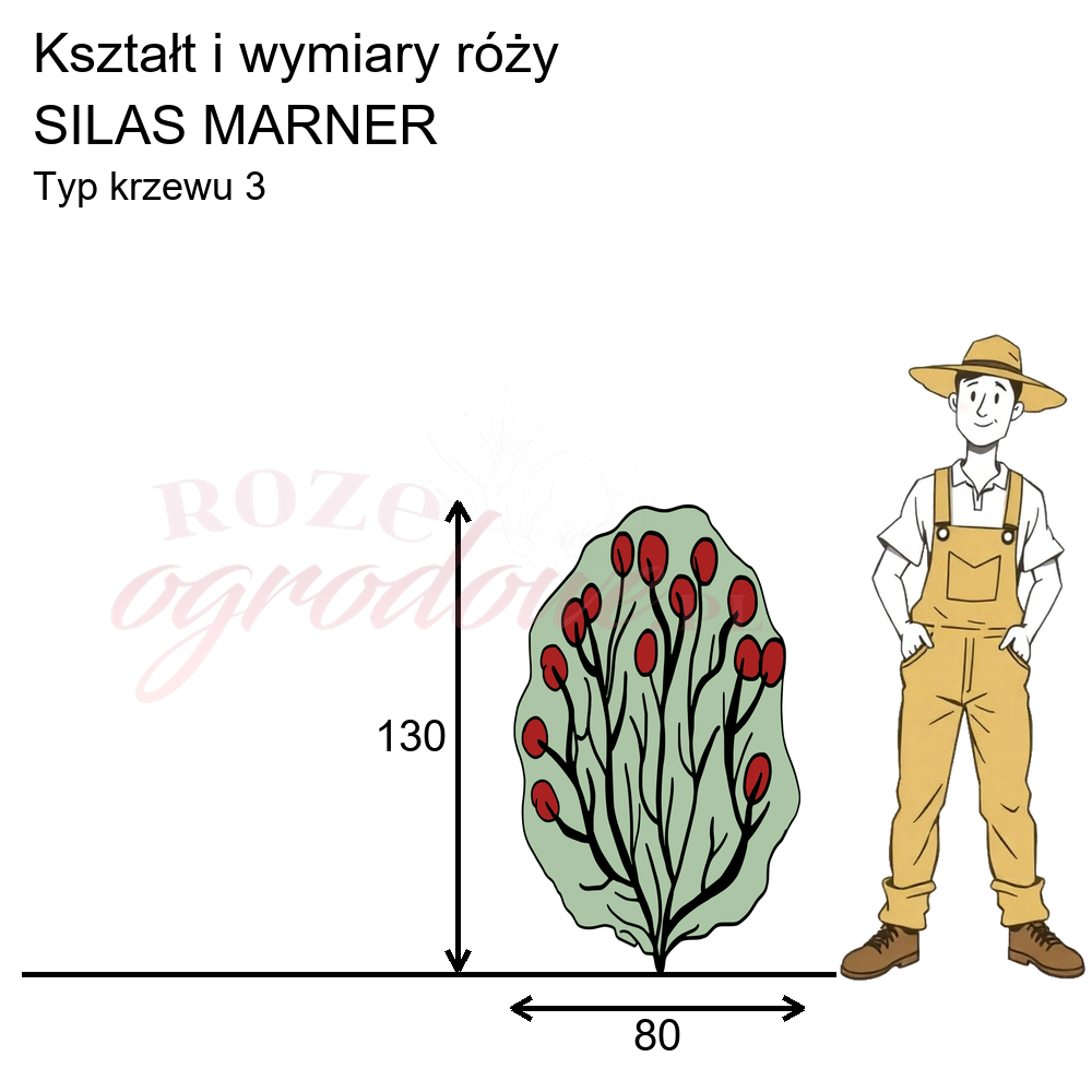 Wymiary róży parkowej Silas Marner